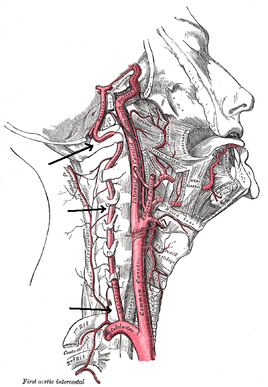 Upper Cervical Spine Anatomy And Assessment