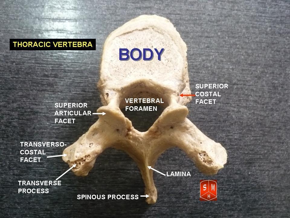 thoracic spine  Musculoskeletal Key