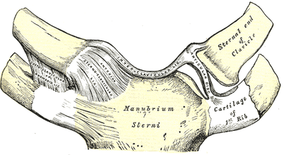 Manubrium of Sternum - AnatomyZone