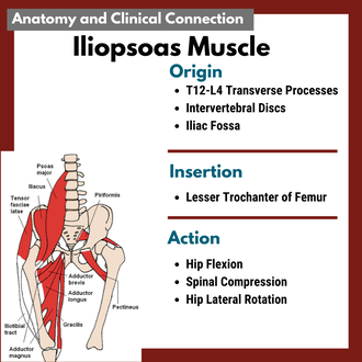 understand anatomy and physiology in relation to moving