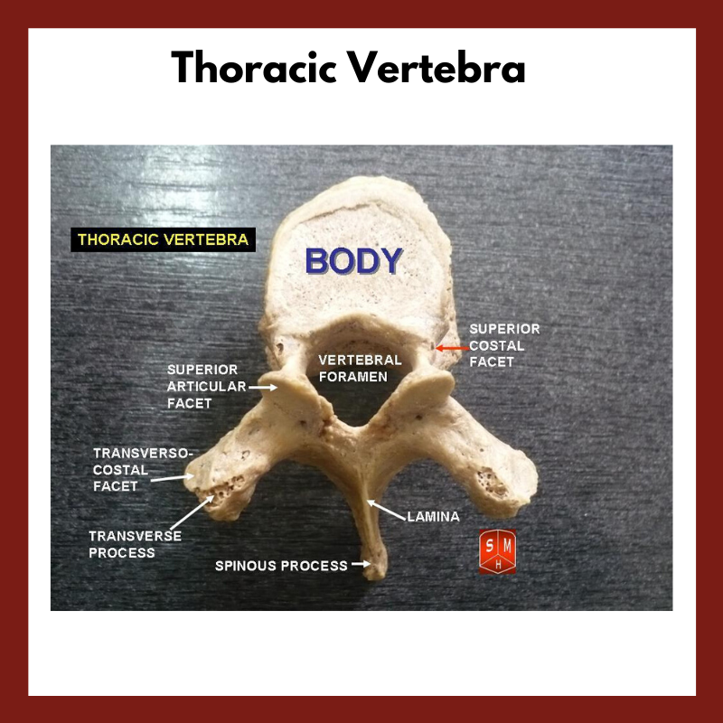 thoracic vertebrae